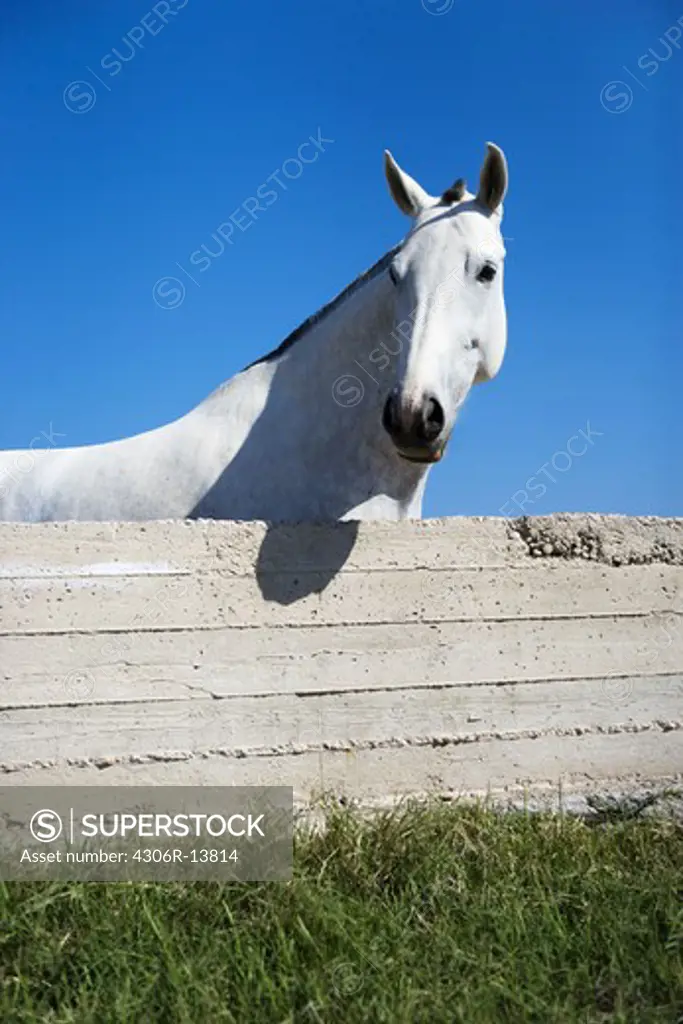 A horse behind a wall, Greece.