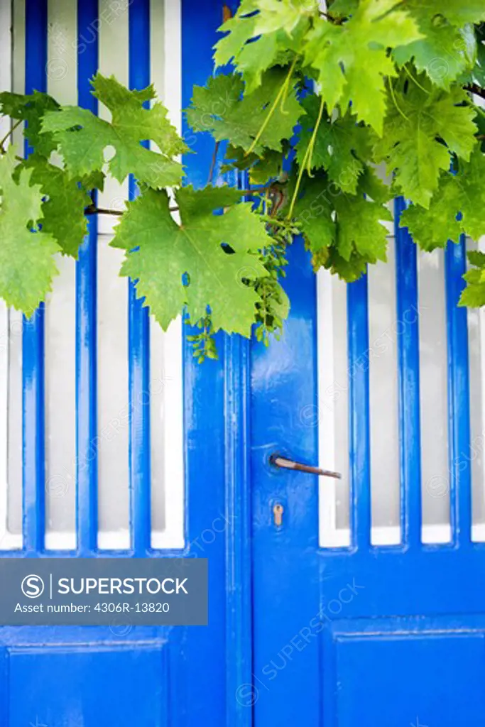 Stern of wine in front of a blue door, Greece.