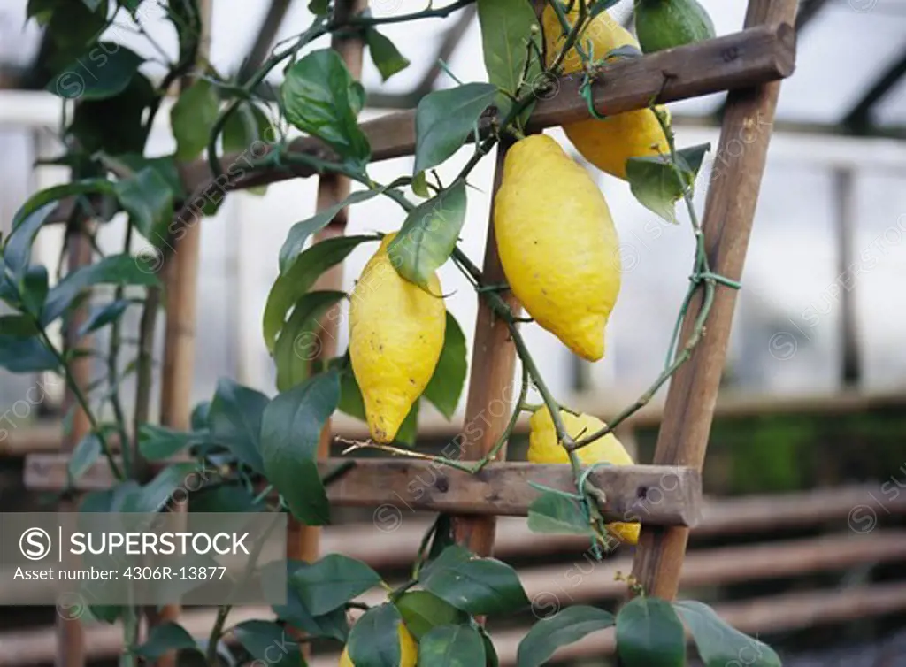 Lemons in a greenhouse, Sweden.