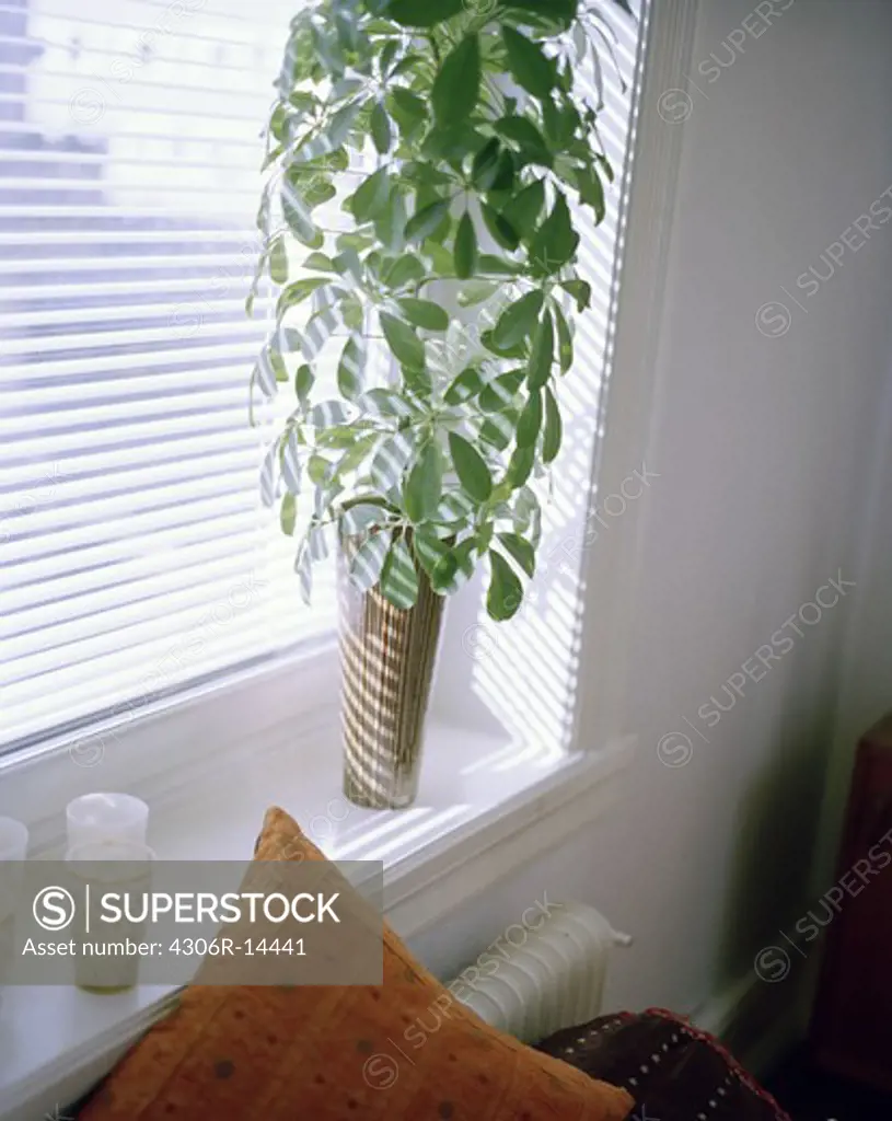 Green plant in a window.