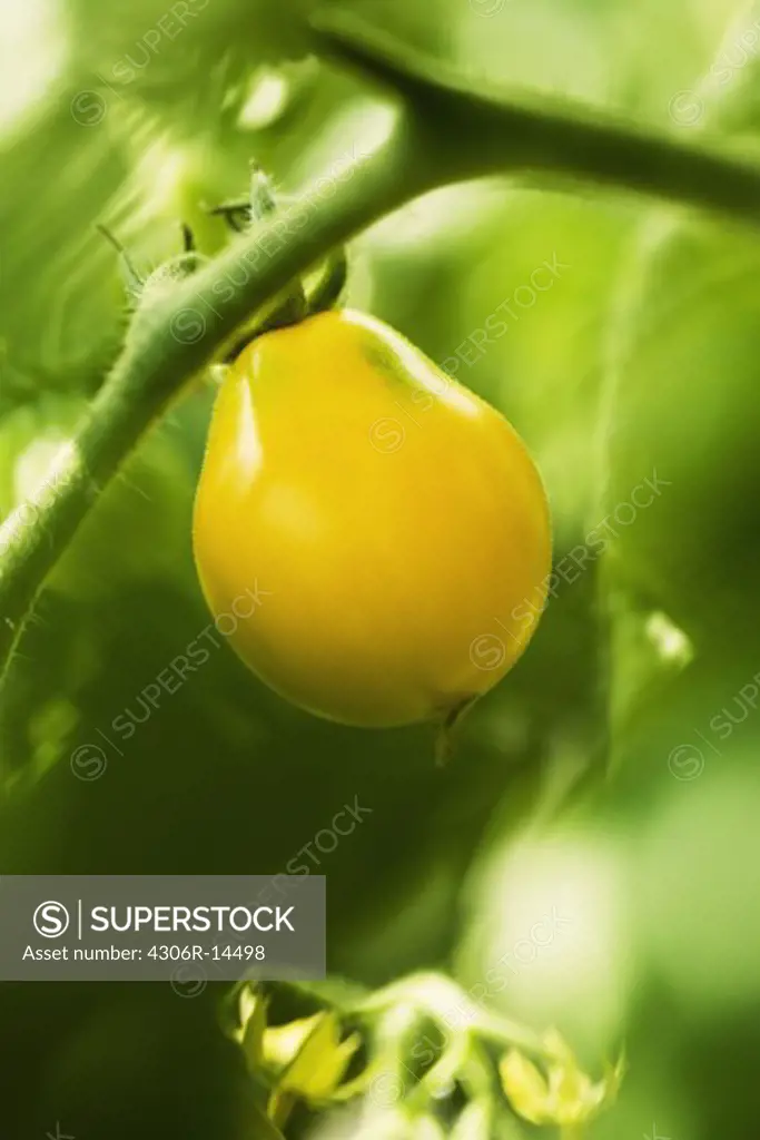 An unripe tomato, Sweden.