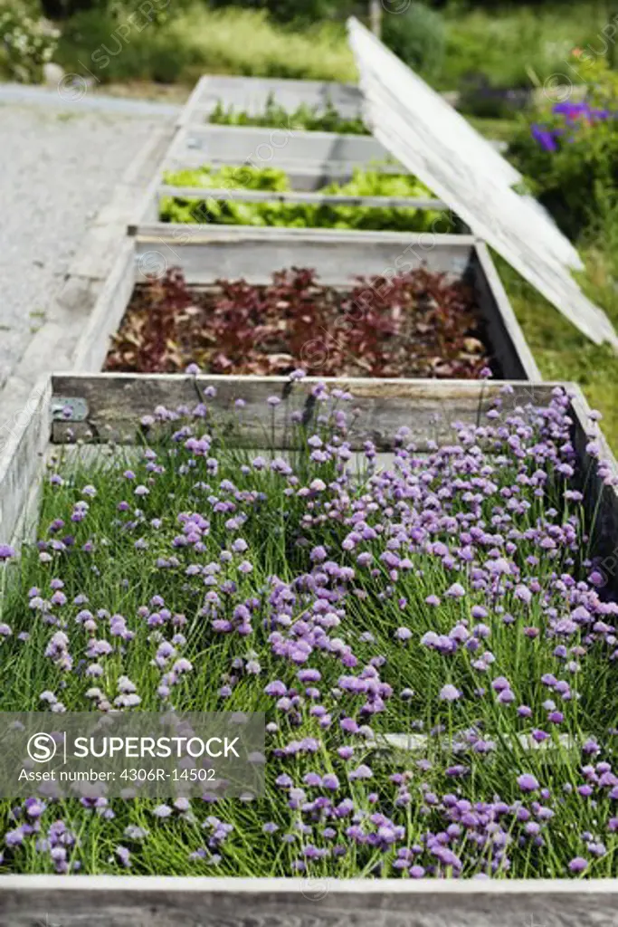 Hotbeds with herbs, Sweden.