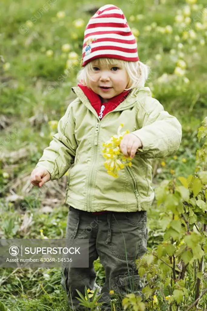 Child picking cowslips, Sweden.