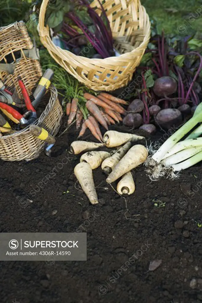 Fresh vegetables in a garden, Sweden.