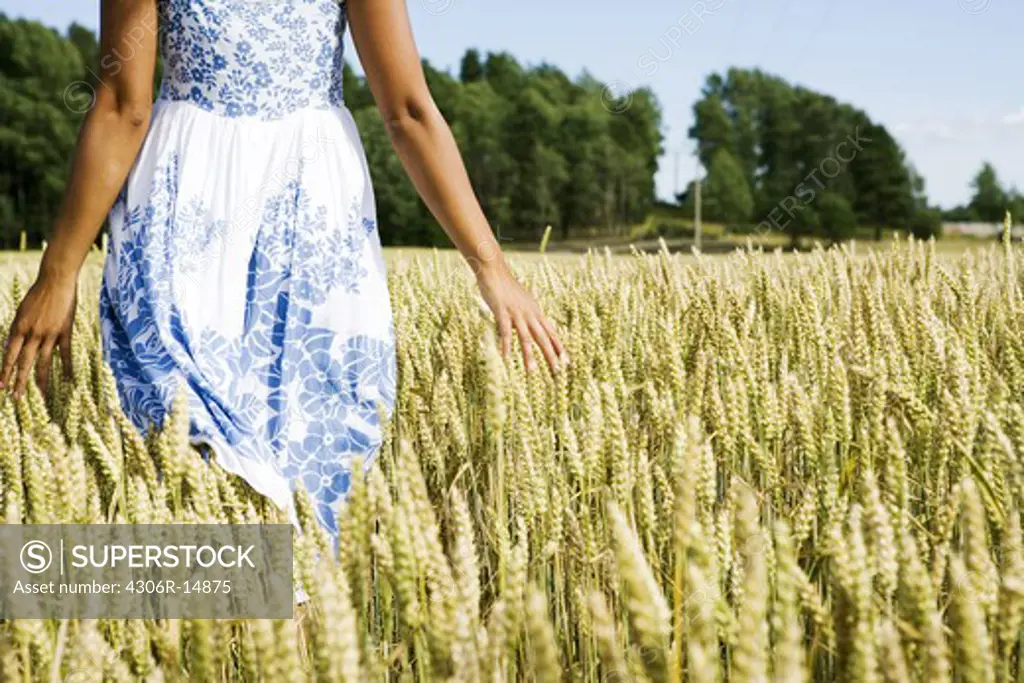 A field of corn, Sweden.