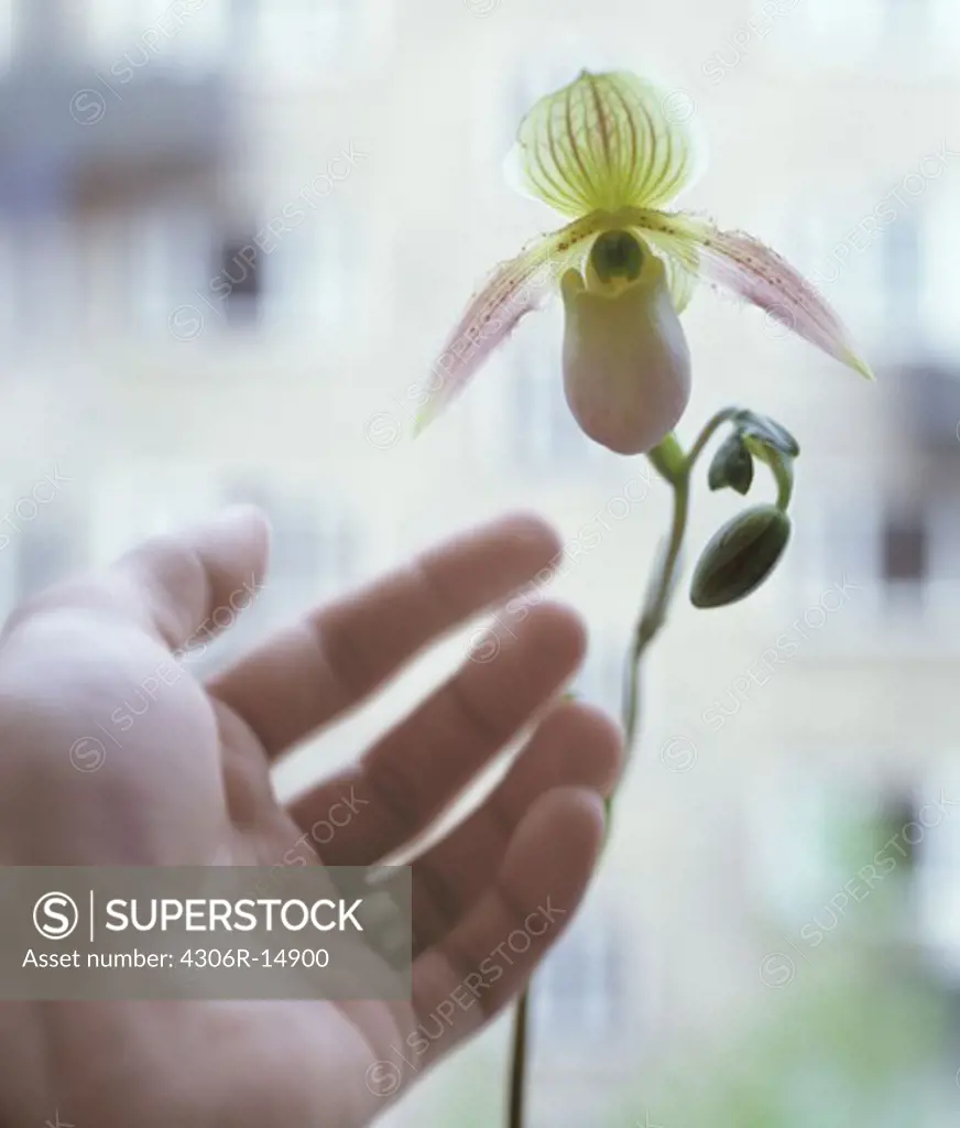 A hand and an orchid, Sweden.