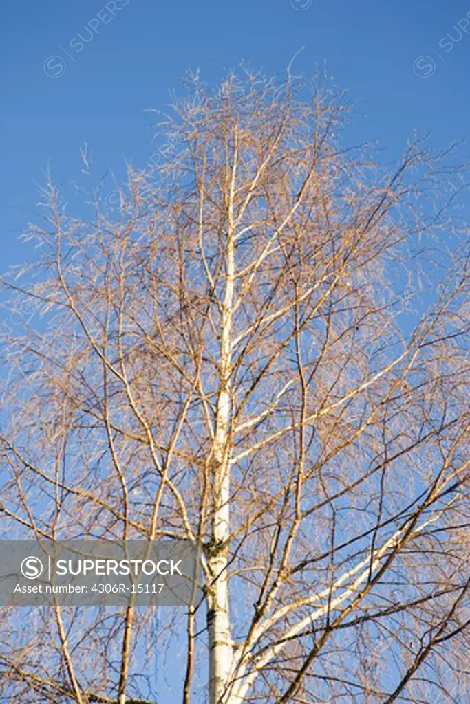 A birch-tree, Stockholm, Sweden.