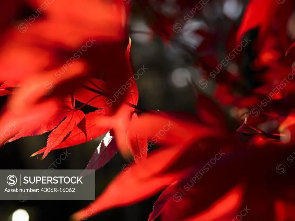 Red leaves, close-up.