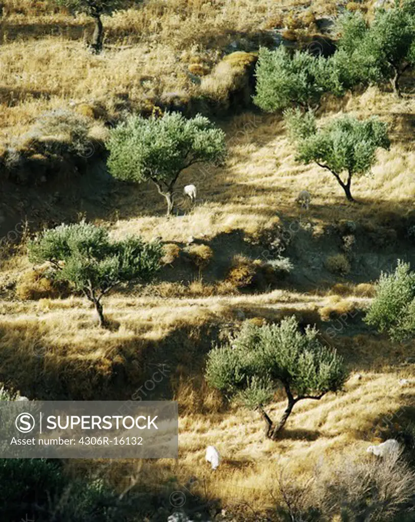 Goats on a hillside, Crete, Greece.