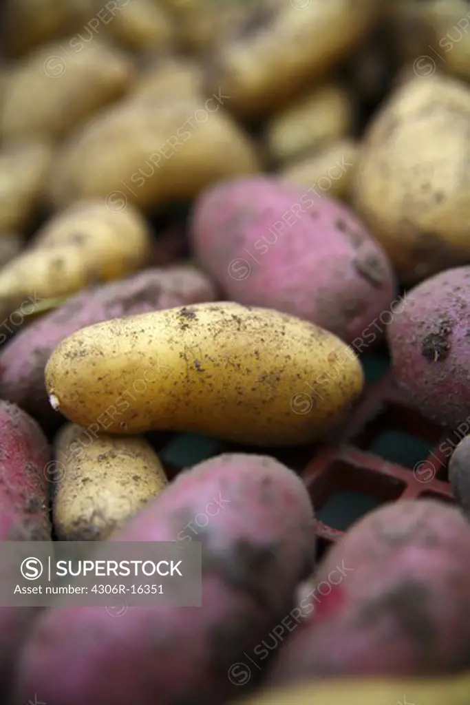 Potatoes in different colours, Norrbotten, Sweden.