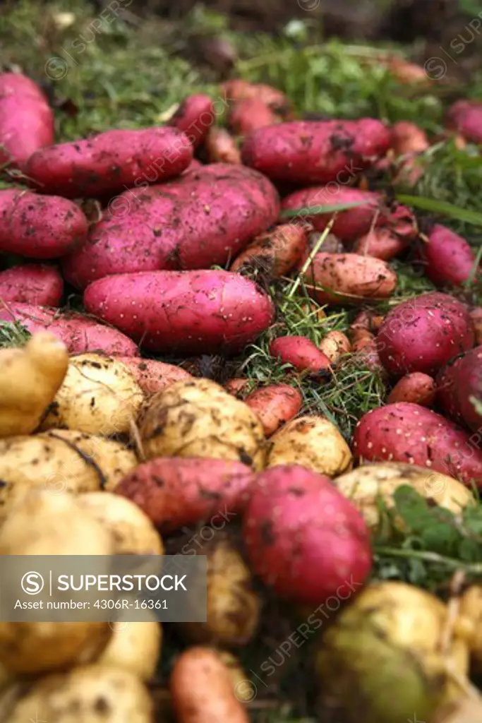 Potatoes in different colours, Norrbotten, Sweden.