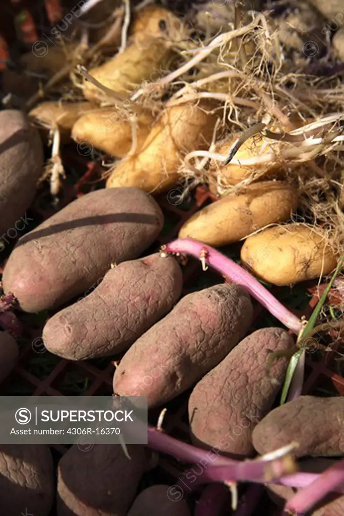 Seed potatoes, Sweden.