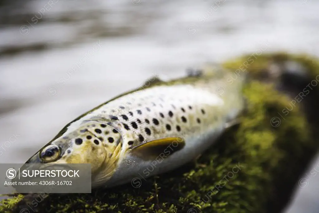 Fly-fishing, a fish, Sweden.