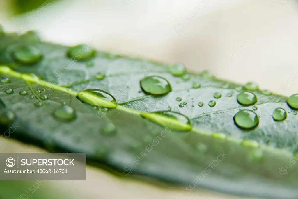 Water drops on a leaf, close-up.