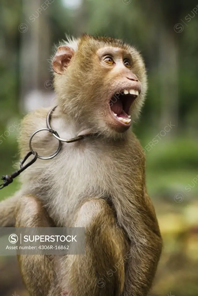 A yelling monkey, Thailand.