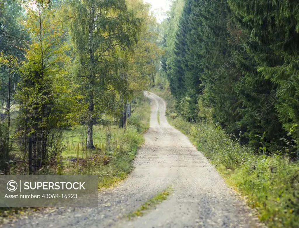 A gravelled road through a forest, Sweden.