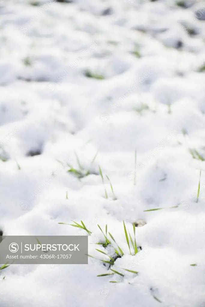 A snowy field, Gotland, Sweden.