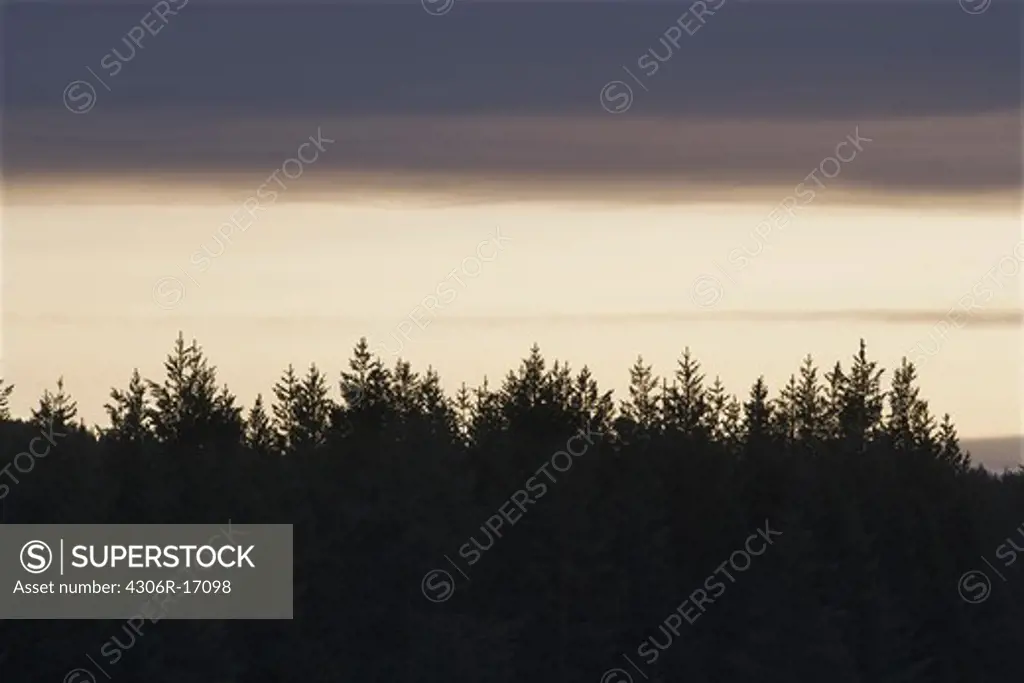 Spruce forest at dawn, Norrland, Sweden.