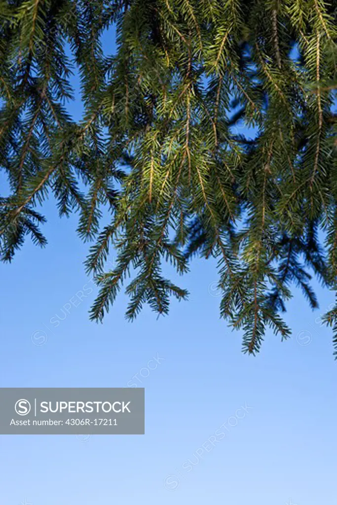 The branch from a spruce and a blue sky, Sweden.