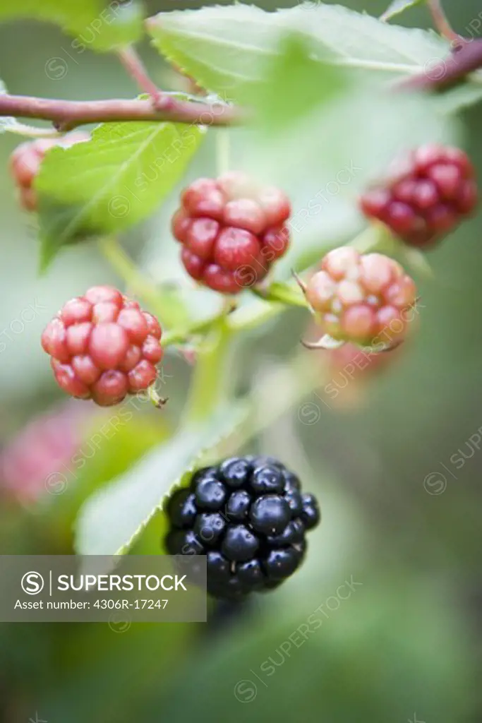 Blackberries on a branch, close-up, Sweden.