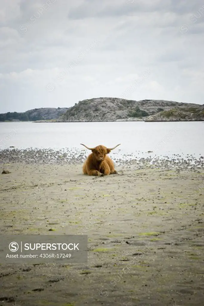 Highland cattle by the sea, Sweden.