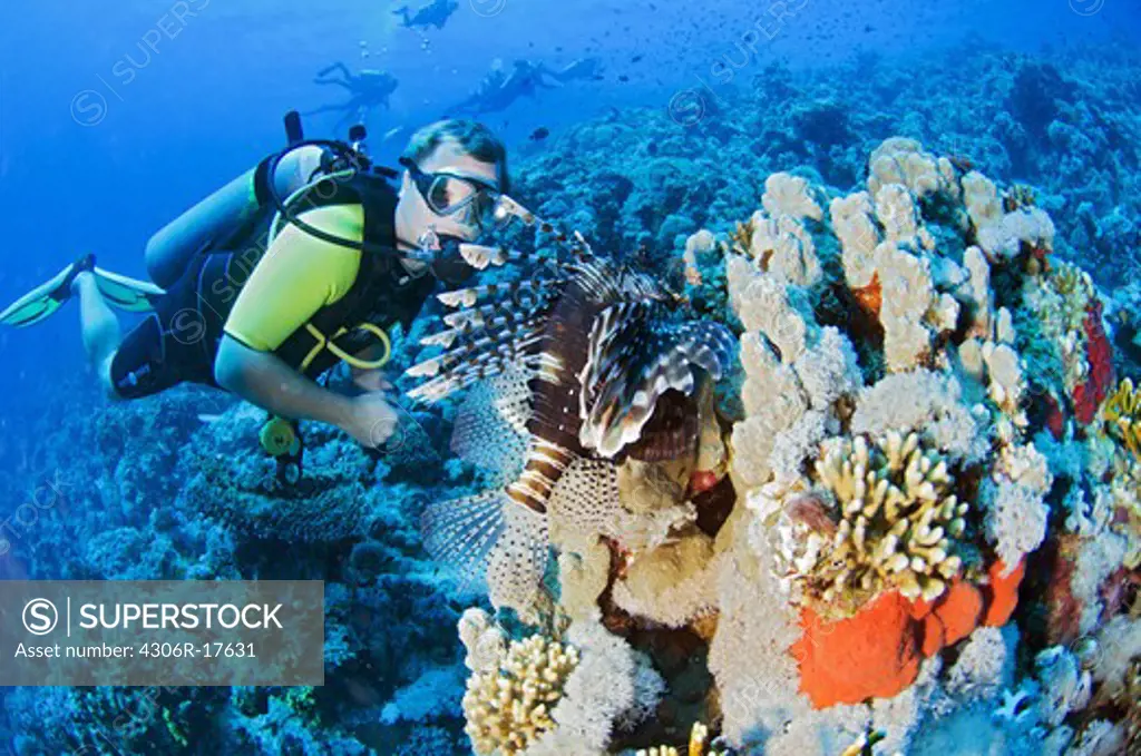 A diver and a coral reef.