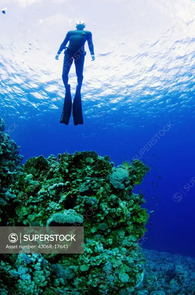 A diver in blue water, Egypt.