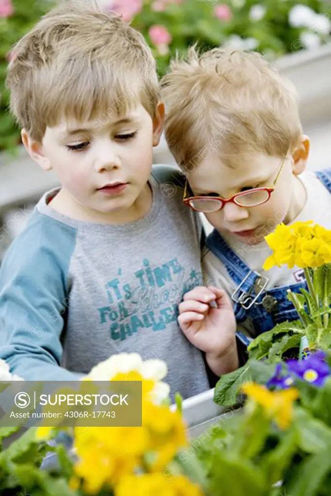 Boys looking at flowers, Sweden.