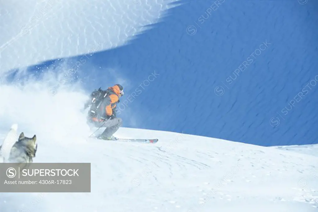 Husky running down hill after skier