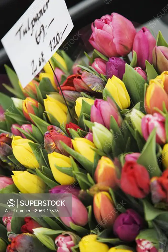 Tulips for sale, close-up.