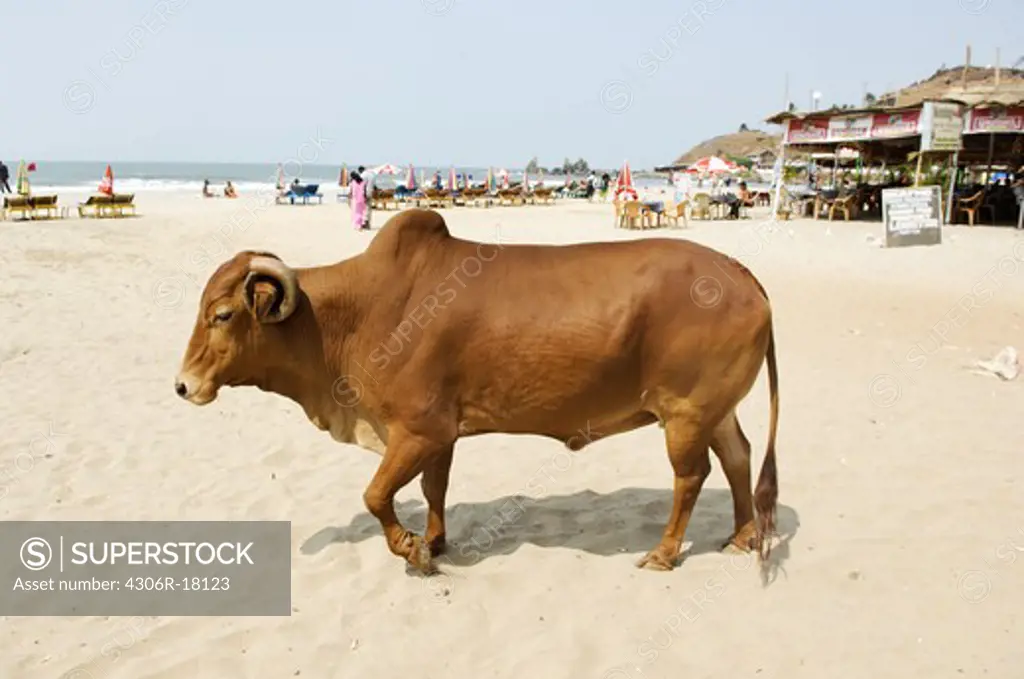 A cow on a beach, India.
