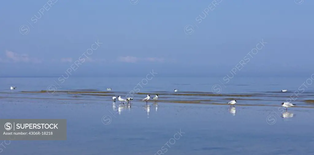 Birds by the sea, Latvia.