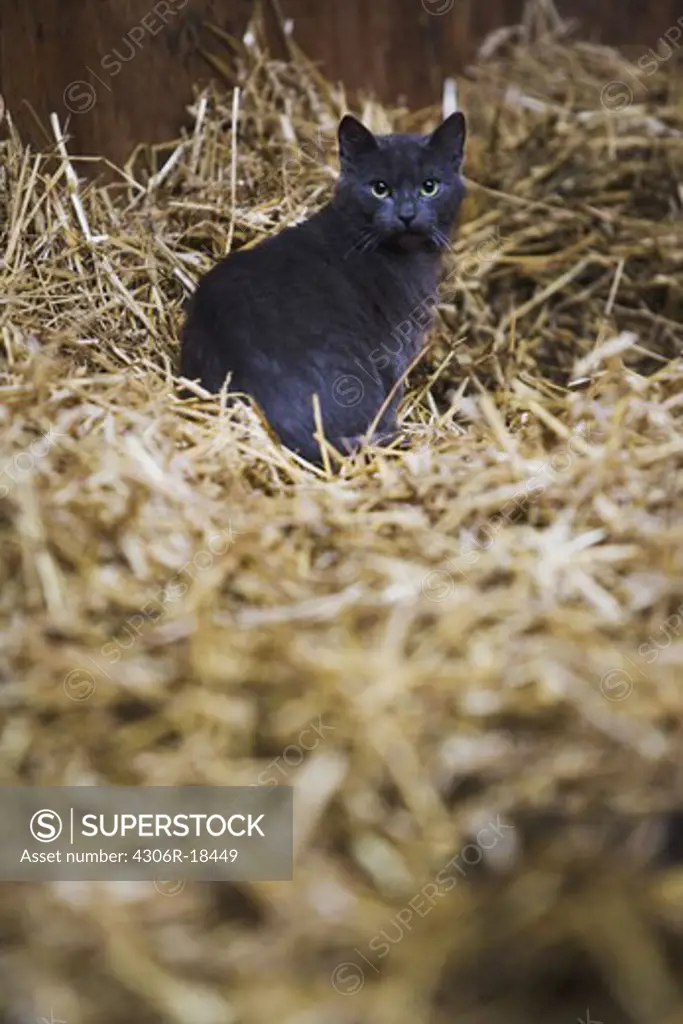 A cat in hay, Sweden.