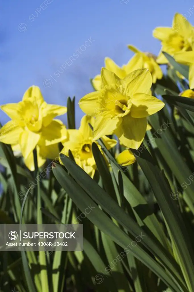 Daffodils, Sweden.