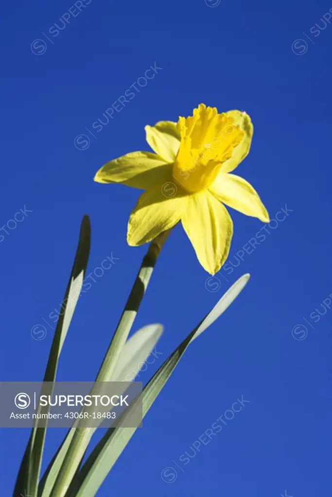 Daffodil, Sweden.