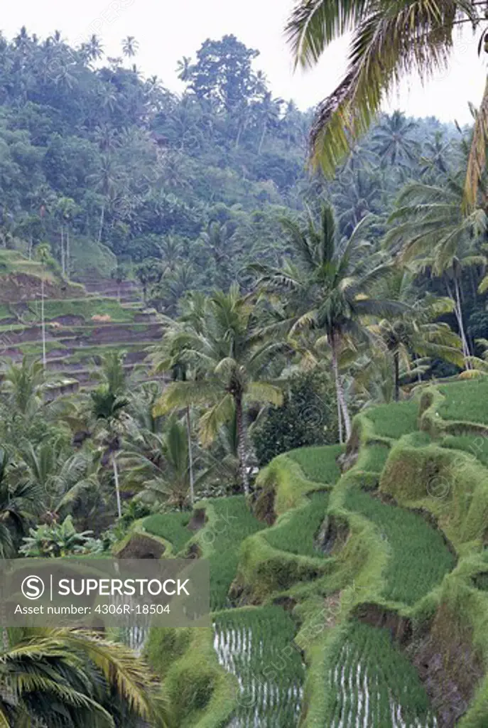 A terrace cultivation, Bali.