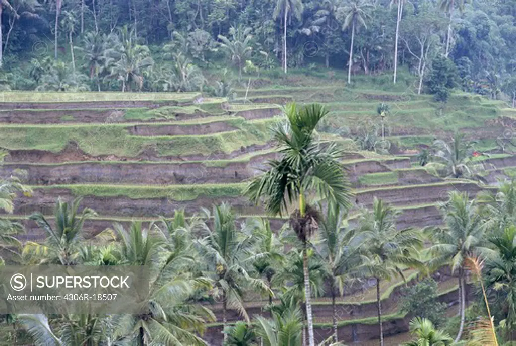 A terrace cultivation, Bali.
