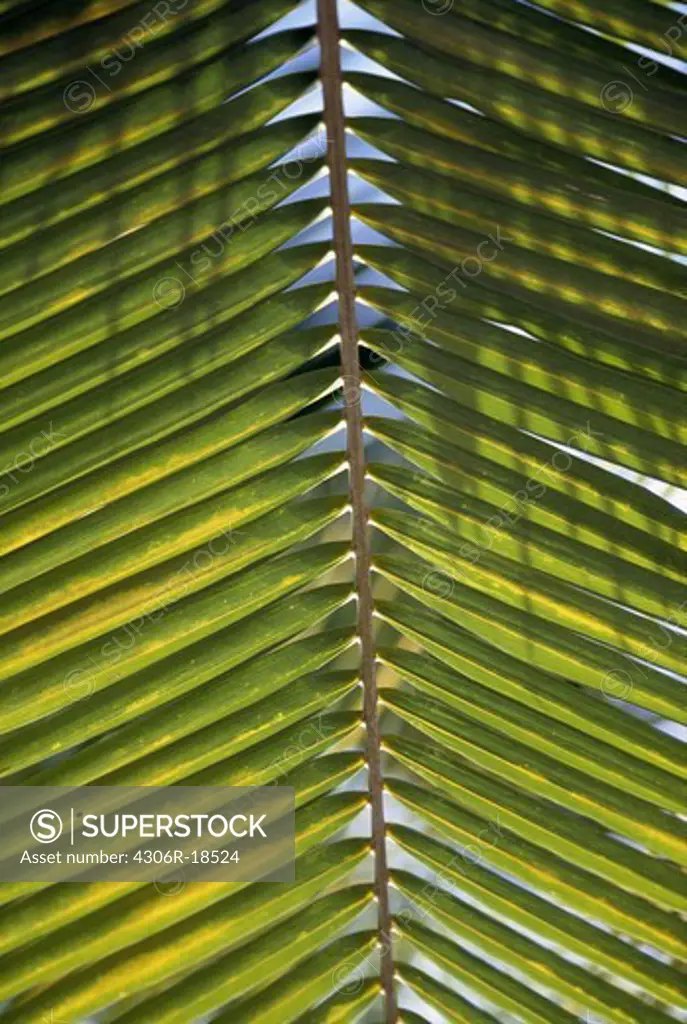 Palm leaf, close-up.