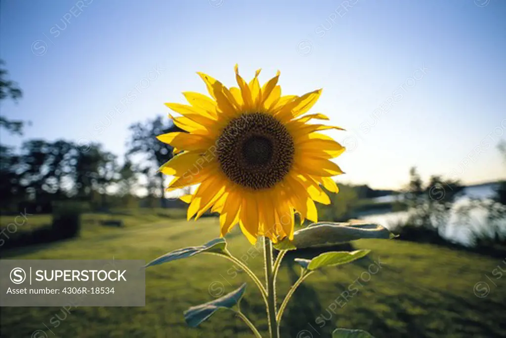 A sunflower in a garden, sweden.