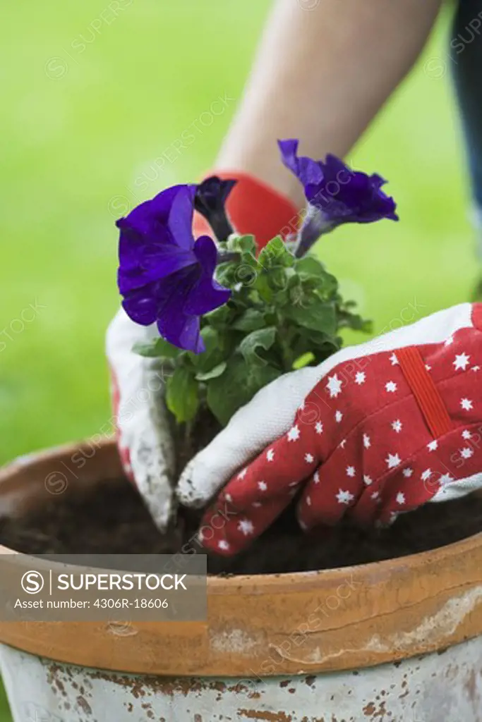 The hands of a woman setting a flower in a pot.