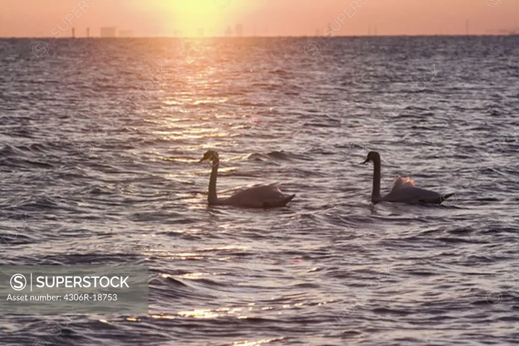 Swimming swans in the sunset, Sweden.