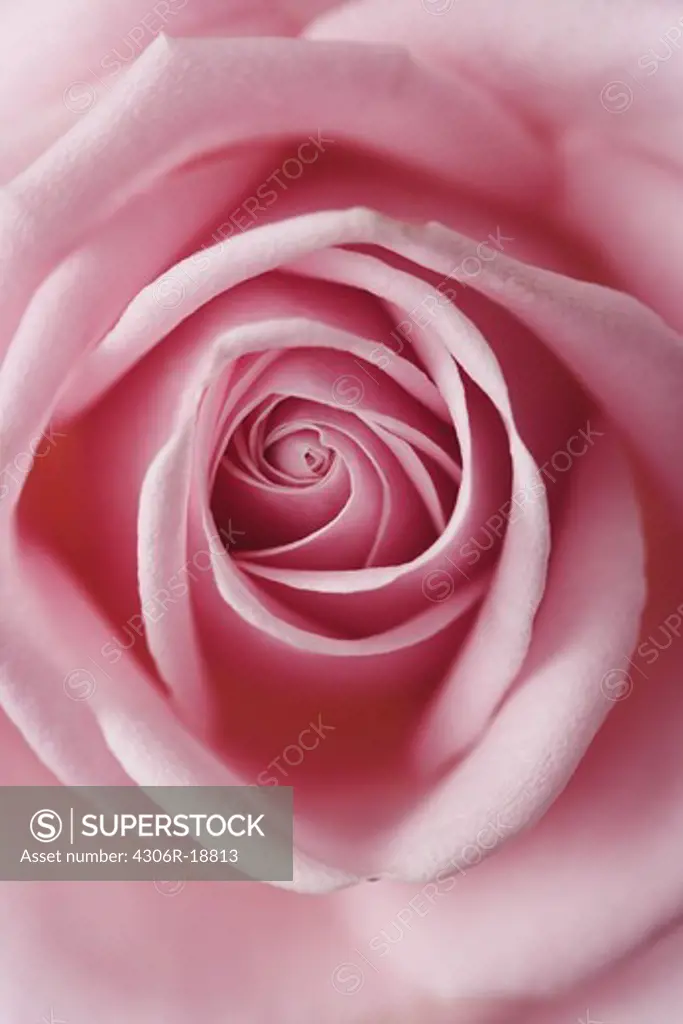 A pink rose, close-up, Sweden.