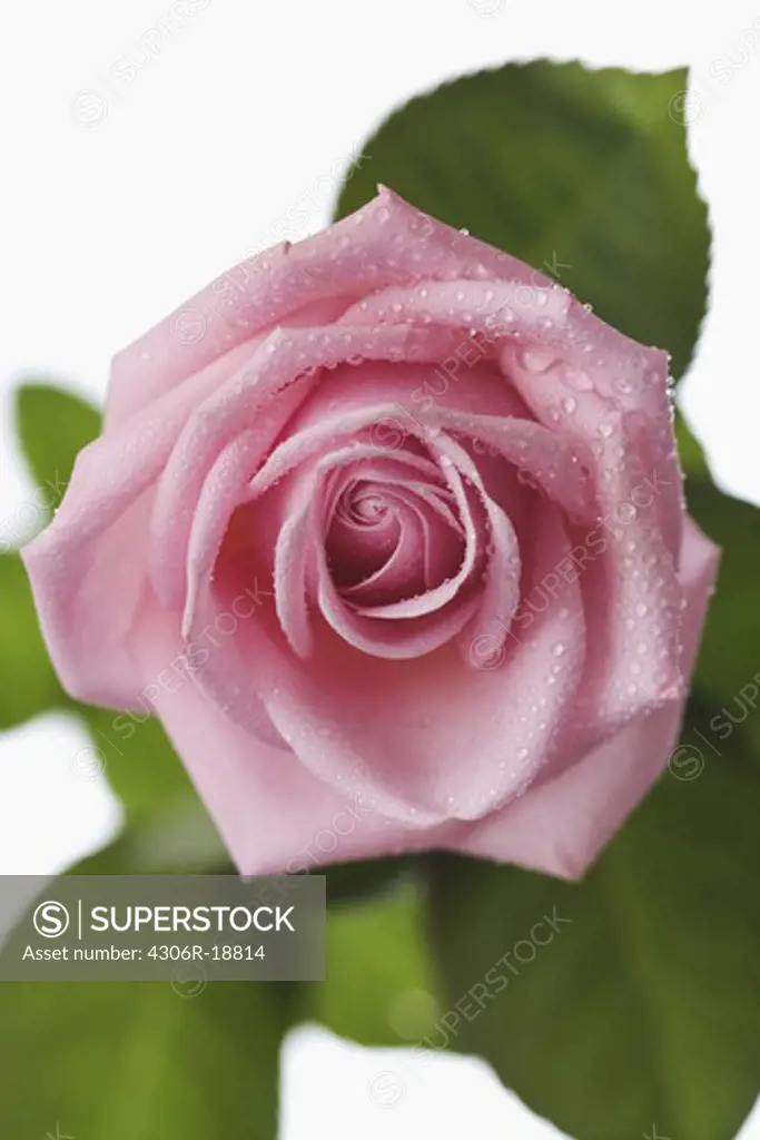 A pink rose, close-up, Sweden.