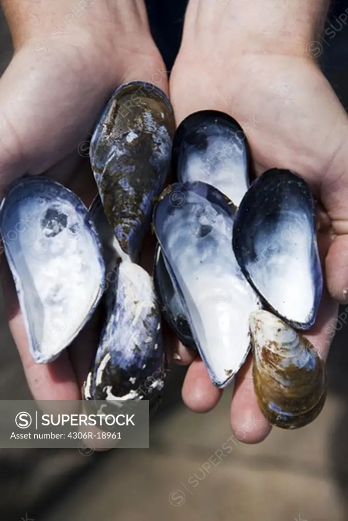 A boy holding sea mussels, Sweden.