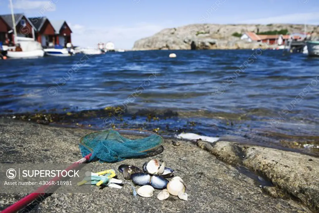 A bag net and sea mussels on a cliff, Sweden.