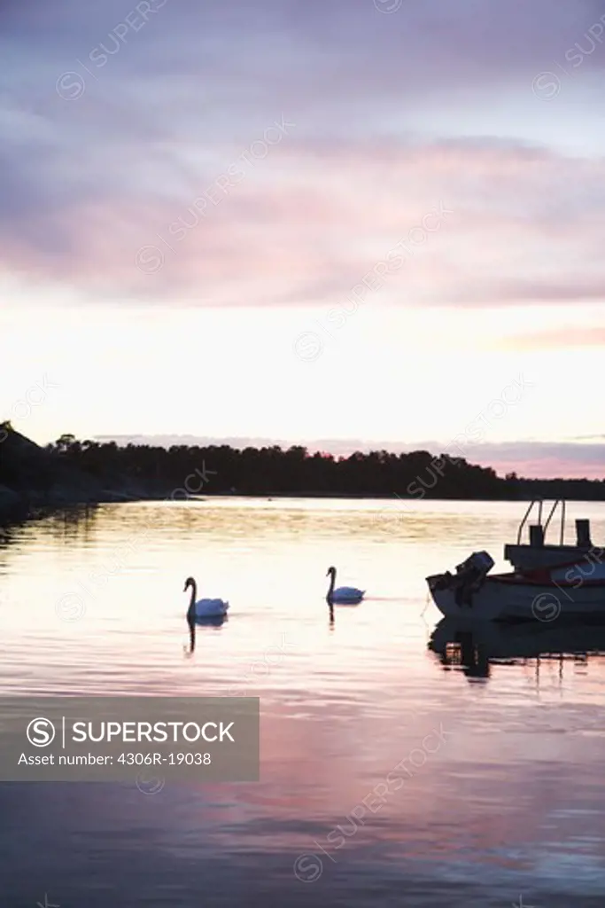 Two swans swimming in the sunset, Sweden.