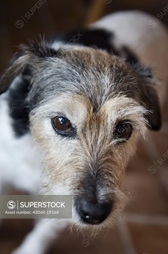A jack russel terrier.