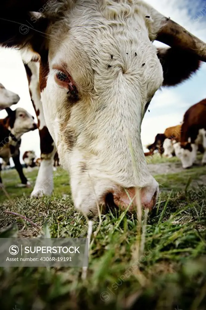Cow grazing, Sweden.
