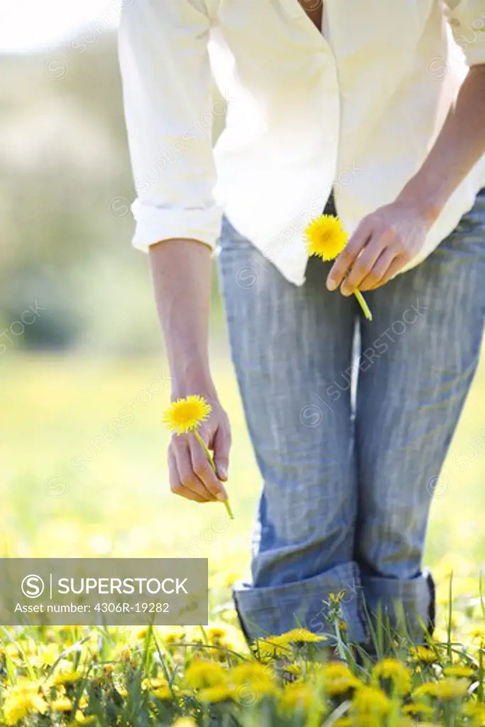 A woman picking dandelions, Sweden.