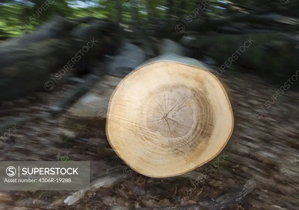 The section surface of a cut down beech, Sweden.